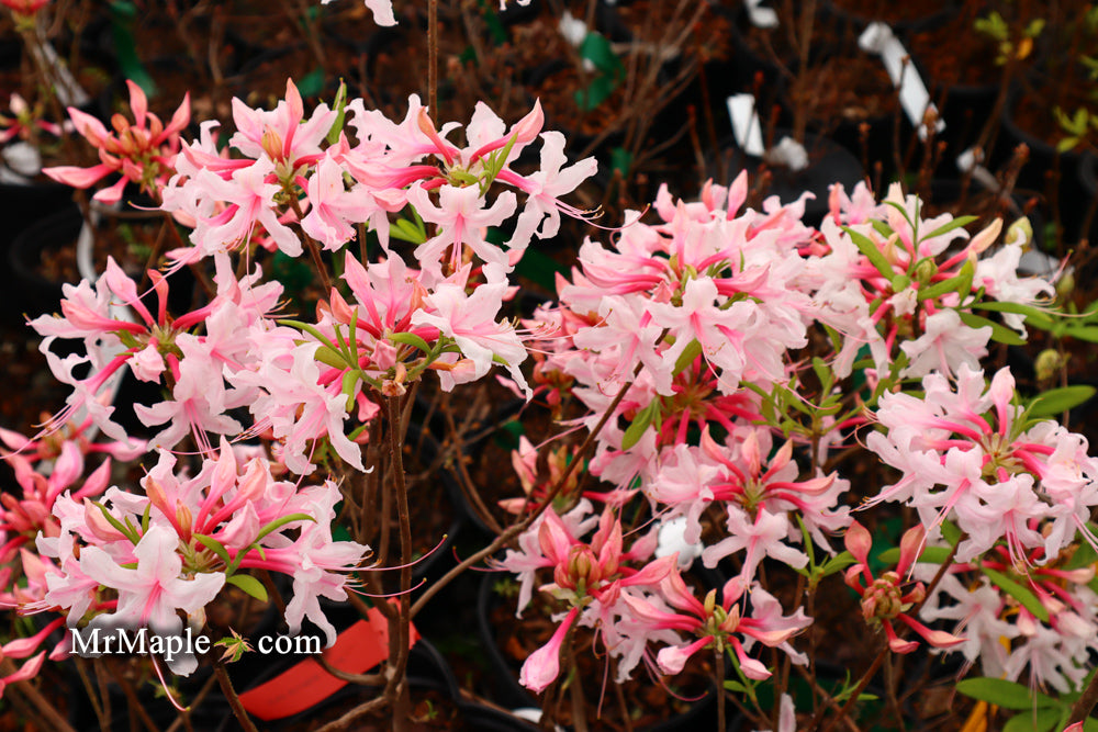 Azalea 'Spring Sensation’ Pink Aromi Hybrid Native Azalea