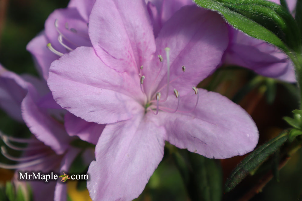 Azalea 'Gulf Pride’ Light Purple Flowering Sawada Azalea