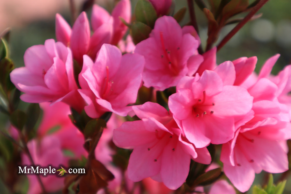 Azalea 'Coral Bells’ Coral Pink Flowering Kurume Azalea
