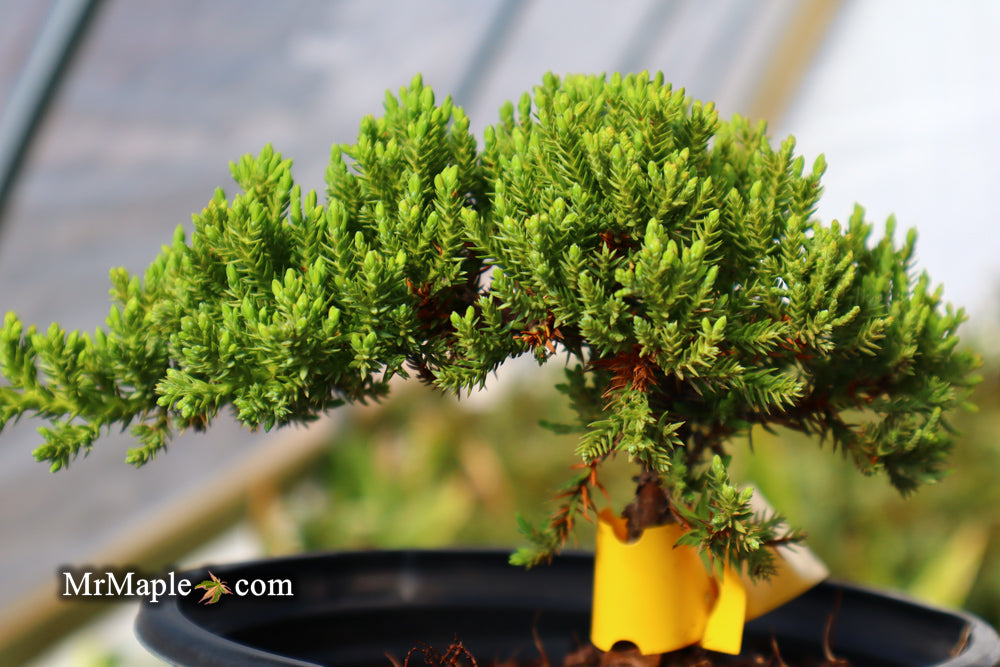 Juniperus procumbens 'Green Mound' Dwarf Juniper