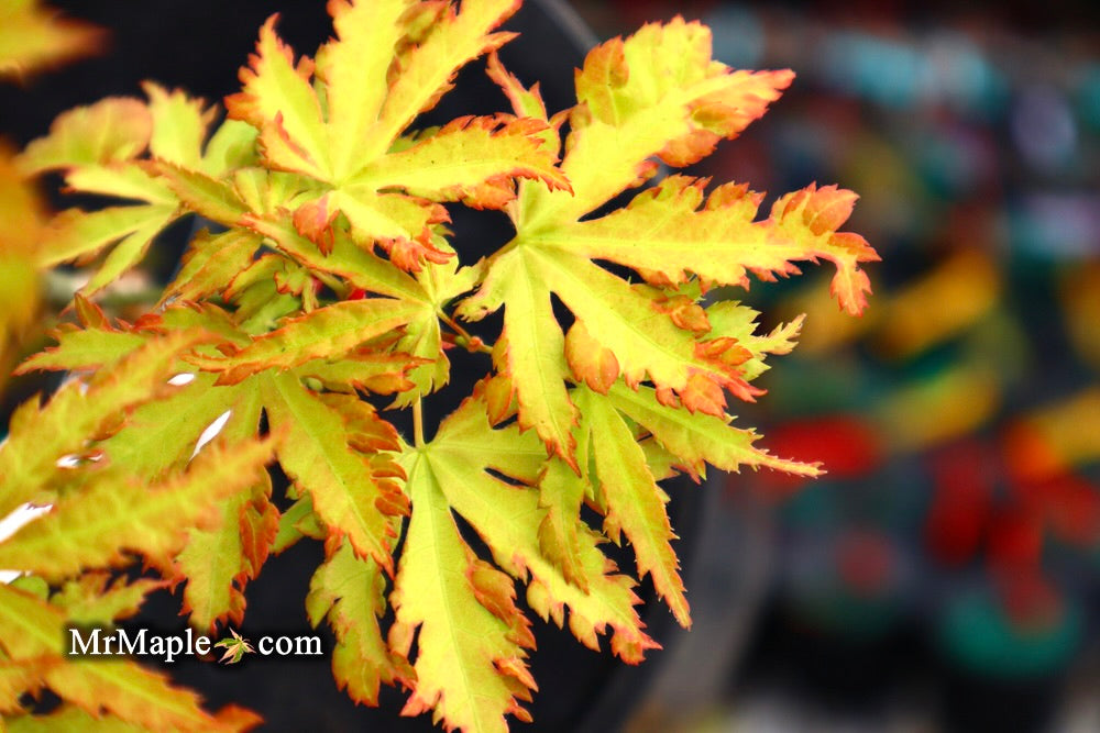 Acer palmatum 'Anne-Irene' Japanese Maple
