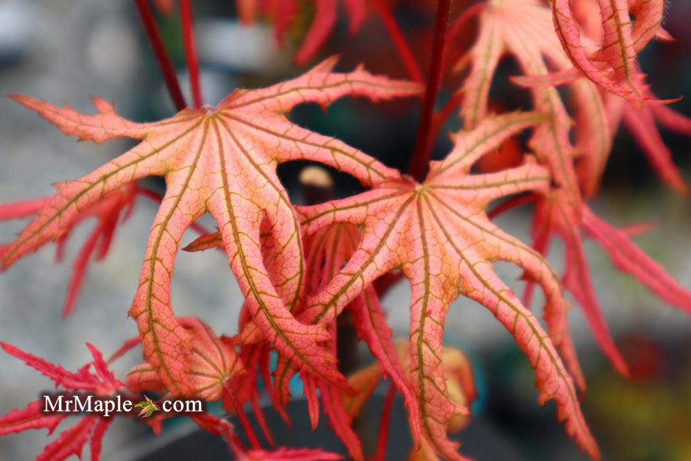 Acer palmatum 'Strawberry Spring' Reticulated Japanese Maple