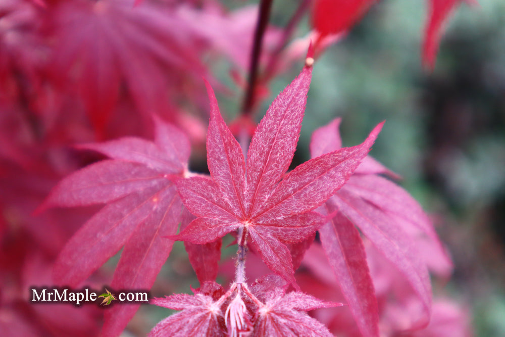 Acer palmatum 'Bloodgood' Red Japanese Maple Tree