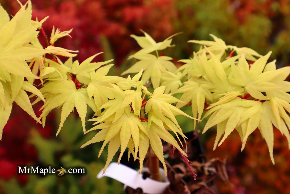 Acer palmatum 'Mayday' Rare Dwarf Japanese Maple