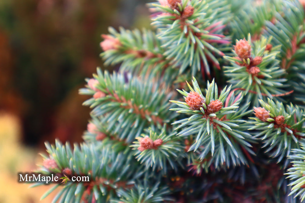 Picea pungens ‘Pali' Dwarf Colorado Spruce