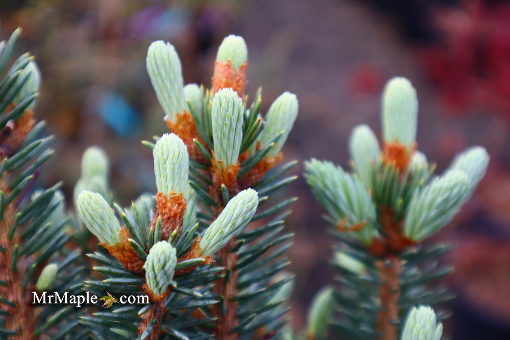Picea pungens ‘Corbett' Dwarf Colorado Spruce