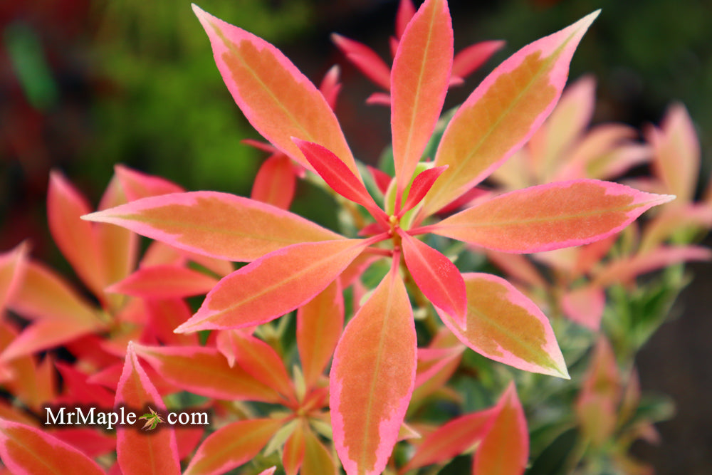 Pieris japonica 'Flaming Silver' Flowering Japanese andromeda