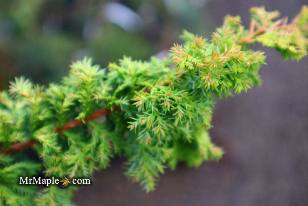 Chamaecyparis obtusa 'Golden Fern' Dwarf Golden Hinoki Cypress