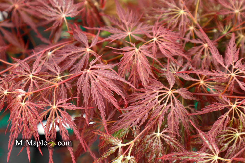 Acer palmatum 'Shojo shidare' Japanese Maple