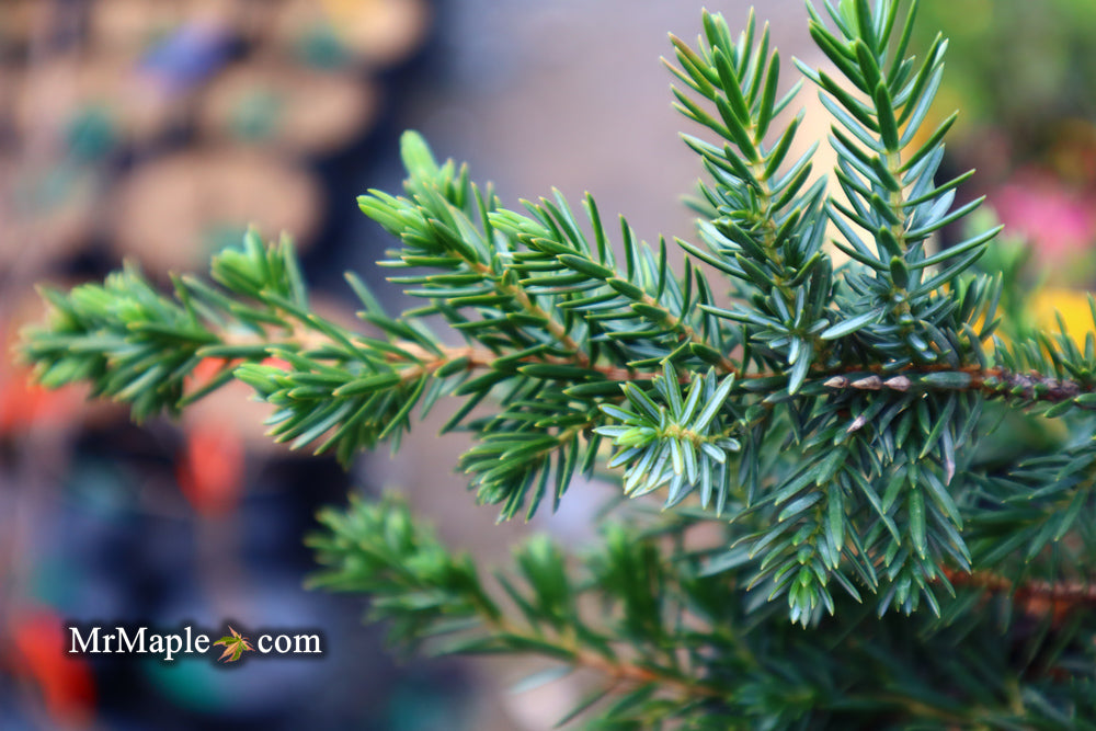 Juniperus rigida conferta 'Blue Pacific' Shore Juniper