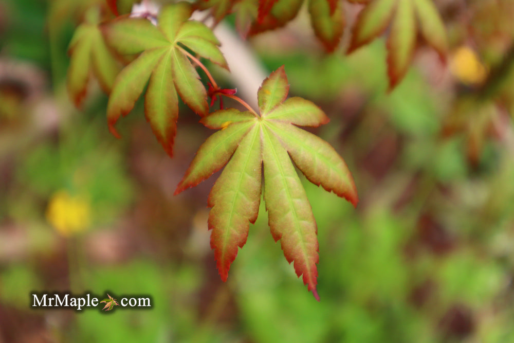 Acer palmatum 'Ghost Dragon' Japanese Maple