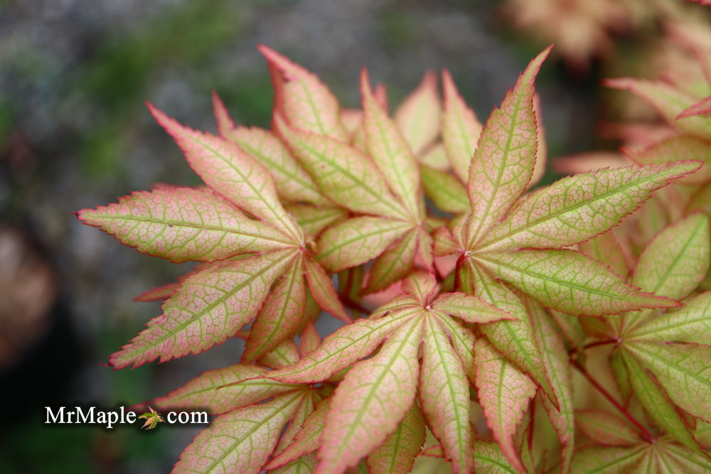Acer palmatum 'Pastel' Japanese Maple