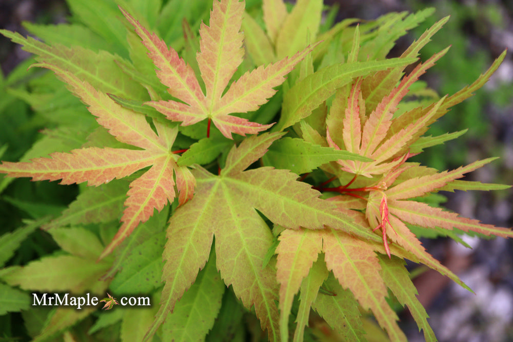 Acer palmatum 'Mystic Mikawa' Miniature Japanese Maple