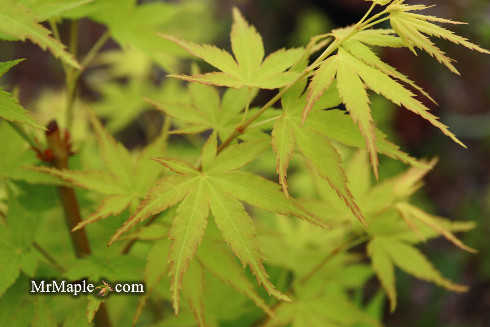Acer palmatum 'Horizontalis' Japanese Maple