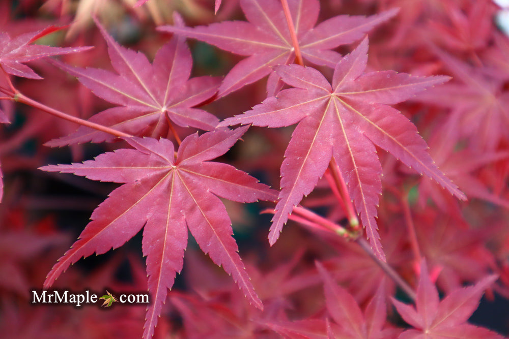 Acer palmatum 'Deshojo' Red Japanese Maple