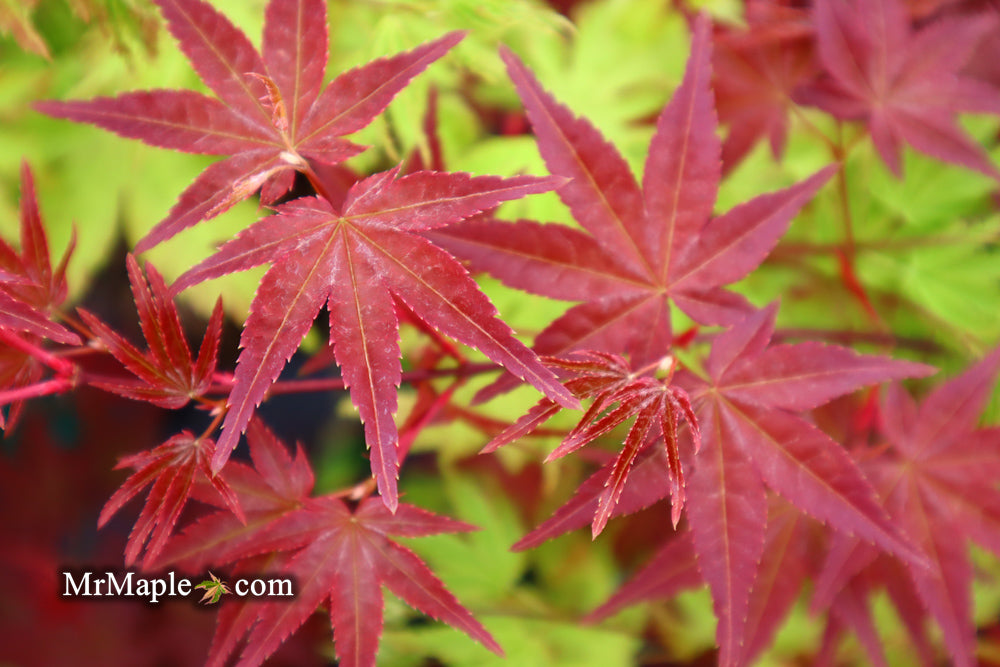 Acer palmatum 'Deshojo' Red Japanese Maple