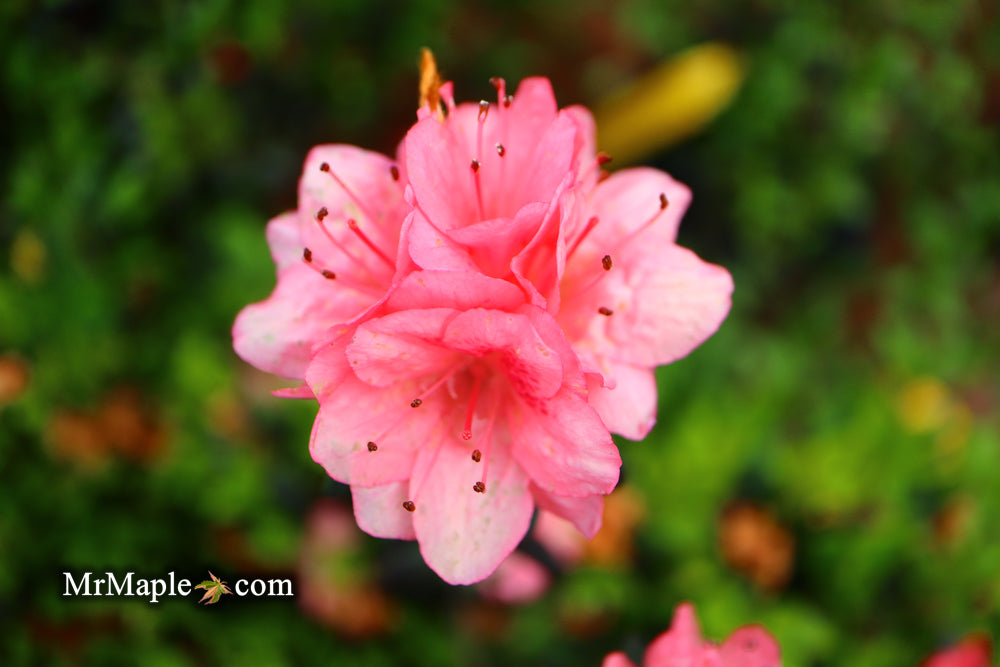 Azalea 'Blaauw's Pink’ Pink Flowering Kurume Azalea