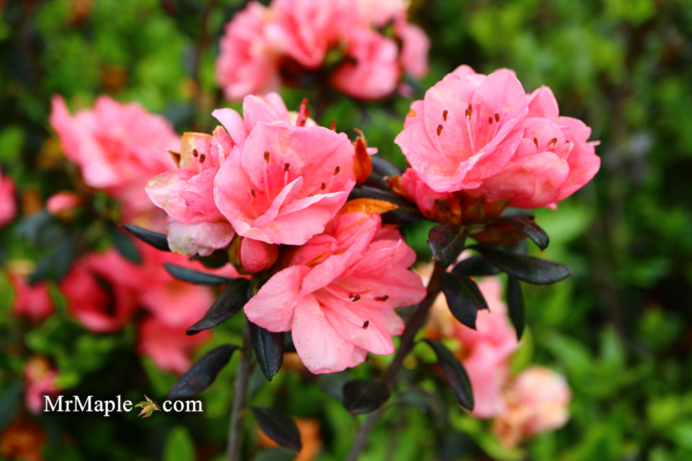 Azalea 'Blaauw's Pink’ Pink Flowering Kurume Azalea