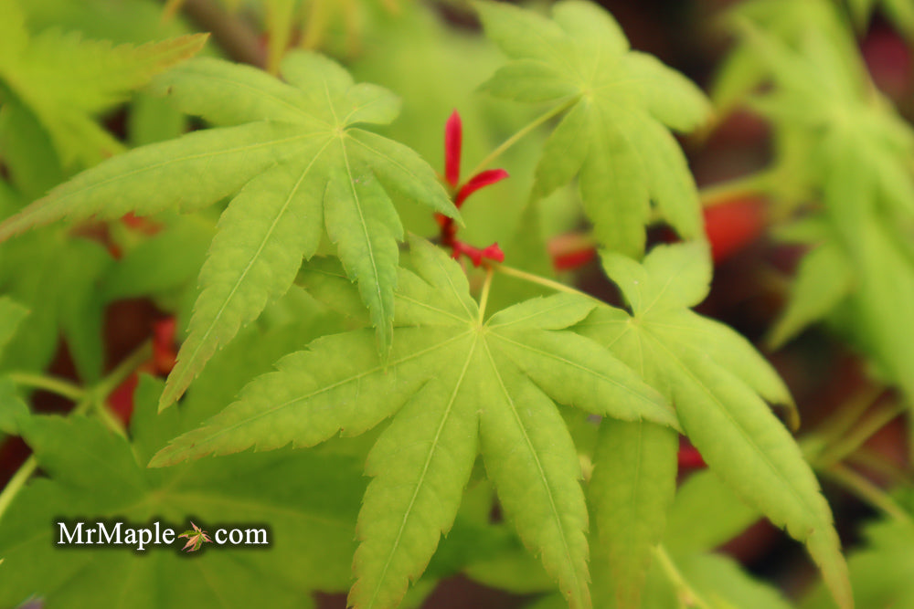 Acer palmatum 'Hoshi zora' Weeping Japanese Maple
