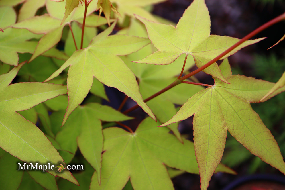Acer oliverianum 'Hot Blonde' Golden Japanese Maple