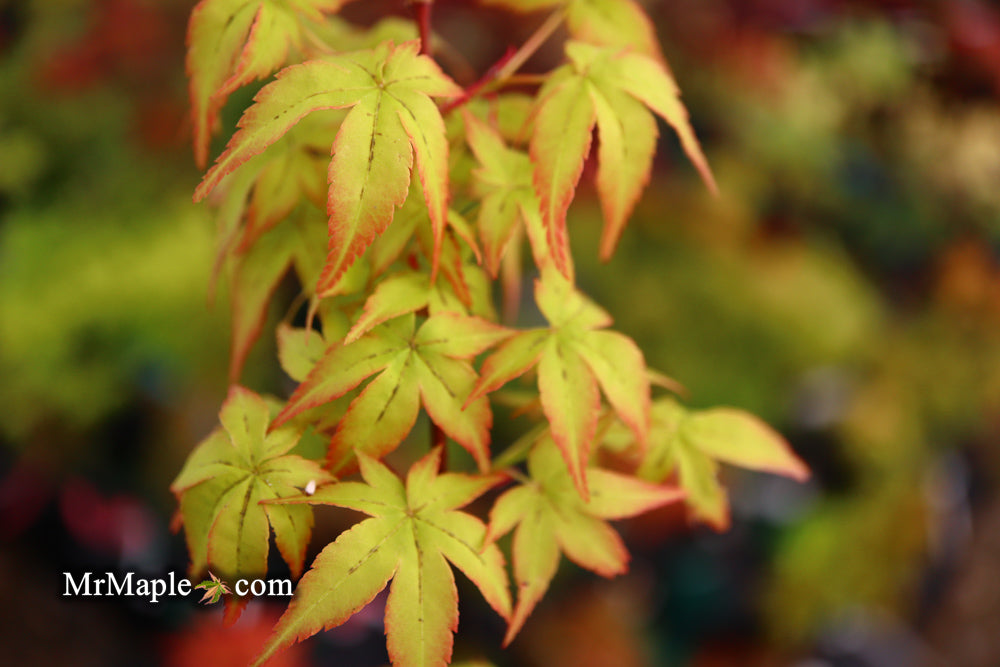 Acer palmatum 'Japanese Lanterns' Japanese Maple
