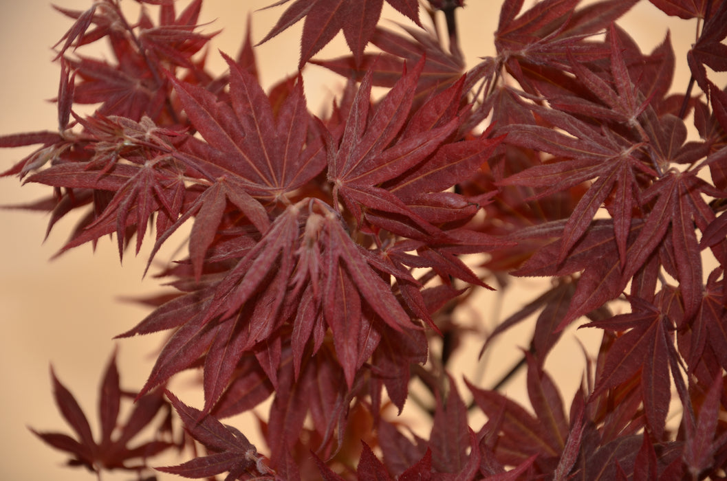 Acer palmatum 'Yezo nishiki’ Japanese Maple