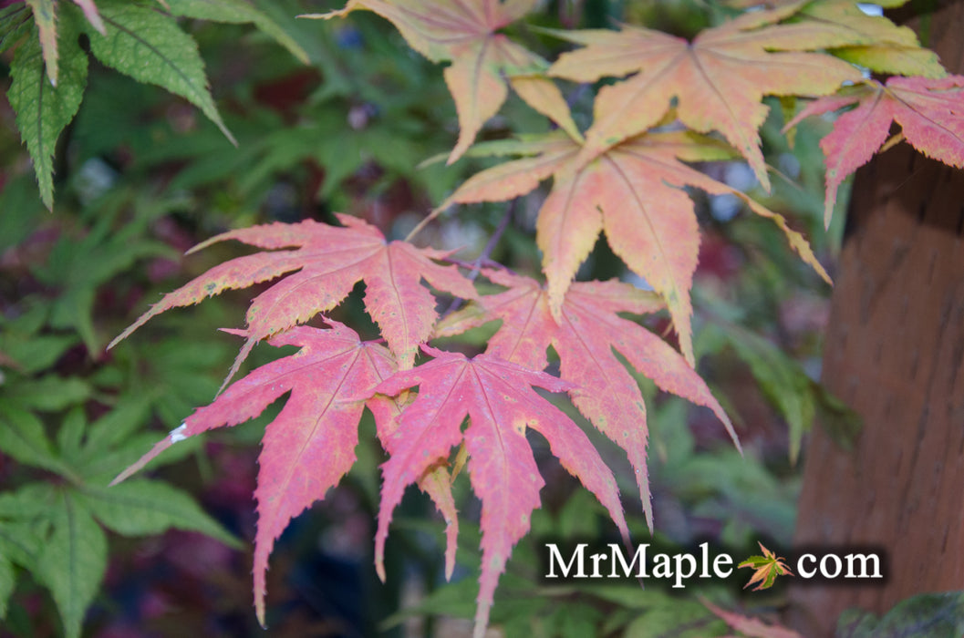 Acer palmatum 'Frosted Purple' Japanese Maple