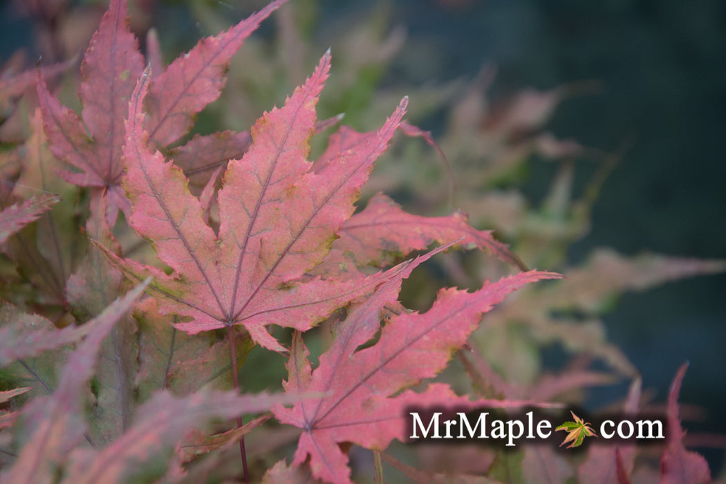 Acer palmatum 'Waveleaf' Japanese Maple