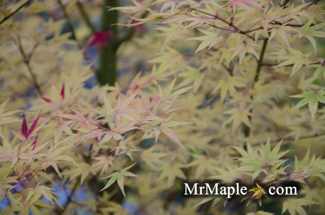 Acer palmatum 'Ko chidori' Japanese Maple