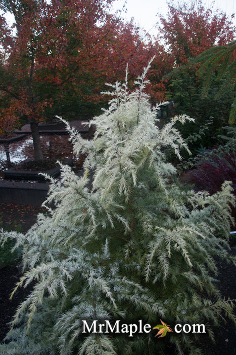 Cedrus deodara 'Snow Sprite' White Deodara Cedar