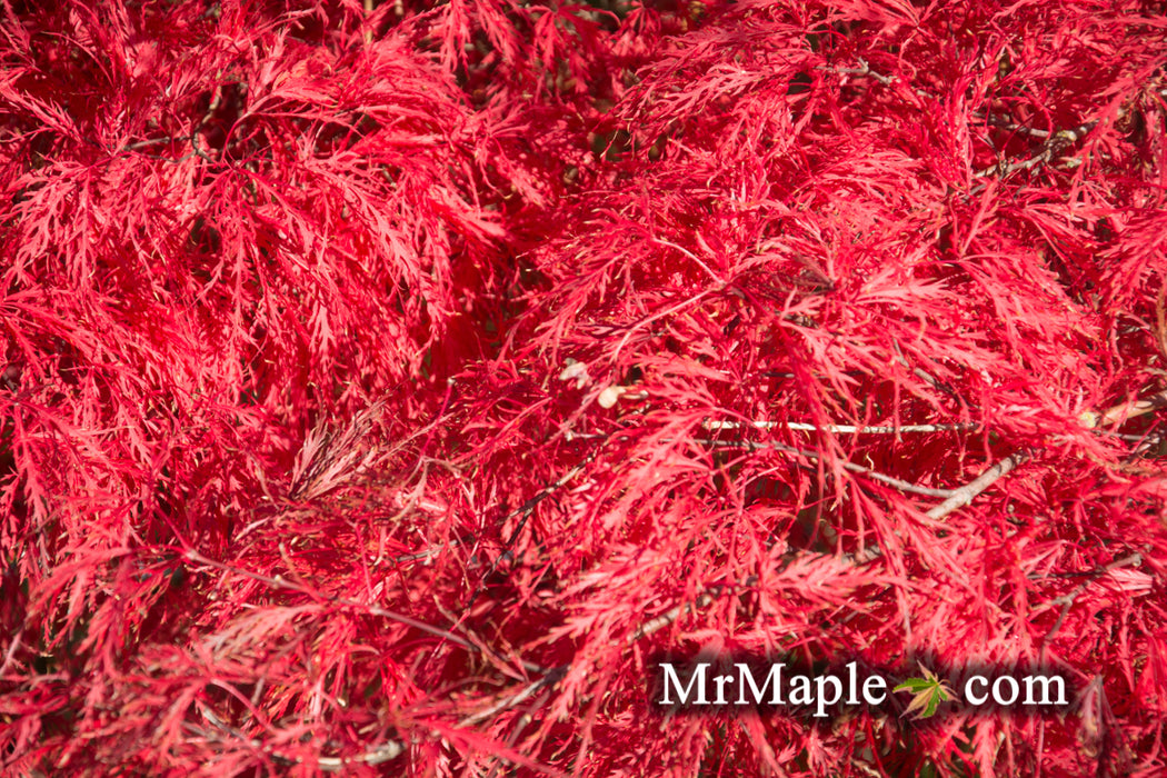 Acer palmatum 'Raraflora' Weeping Japanese Maple