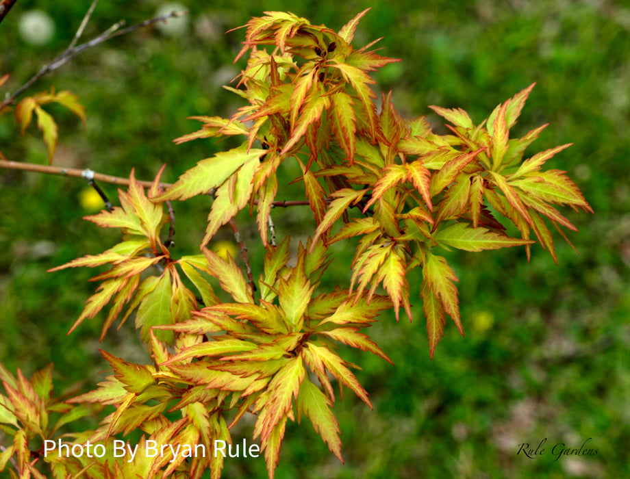 Acer palmatum 'Hanezu hagoromo' Orange Hagoromo Japanese Maple