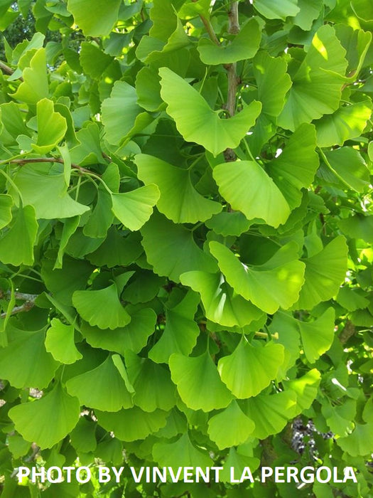 Ginkgo biloba 'Princeton Gold' Male Ginkgo Tree