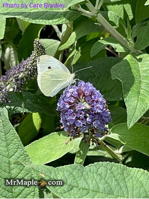 Buddleia davidii 'Pugster Blue' Butterflybush