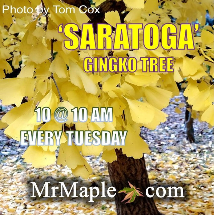 Ginkgo biloba 'Saratoga' Male Ginkgo Tree