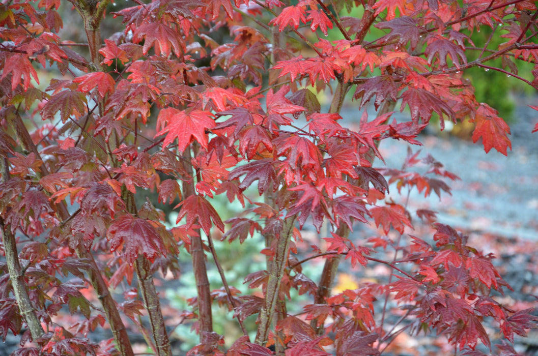 Acer circinatum 'Burgundy Jewel' Japanese Maple