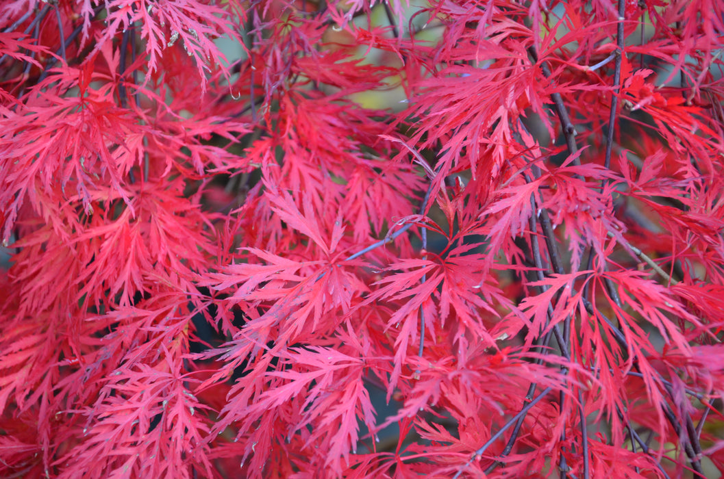 FOR PICK UP ONLY | Acer palmatum 'Orangeola' Japanese Maple | DOES NOT SHIP