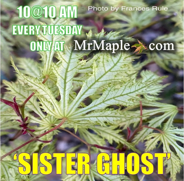 Acer palmatum 'Sister Ghost' Japanese Maple
