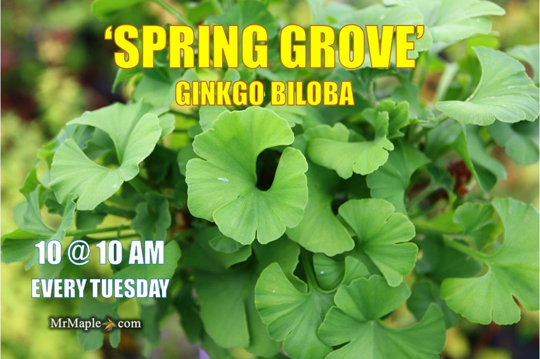 Ginkgo biloba 'Spring Grove' Dwarf Ginkgo Tree