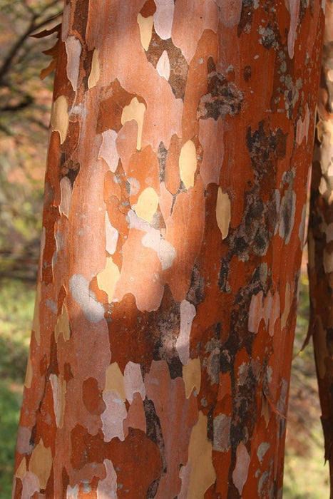 Stewartia pseudocamellia Flowering - Bark Interest - Fall Color - Japanese Stewartia