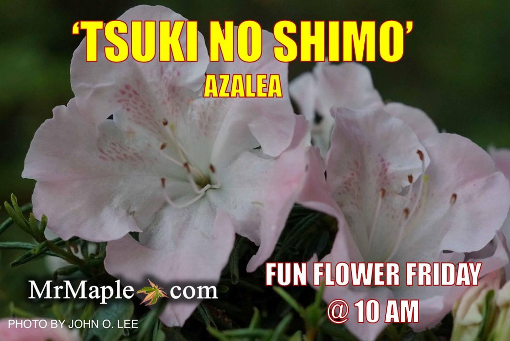 Azalea 'Tsuki no shimo’ Cupped Leaf Satsuki Azalea