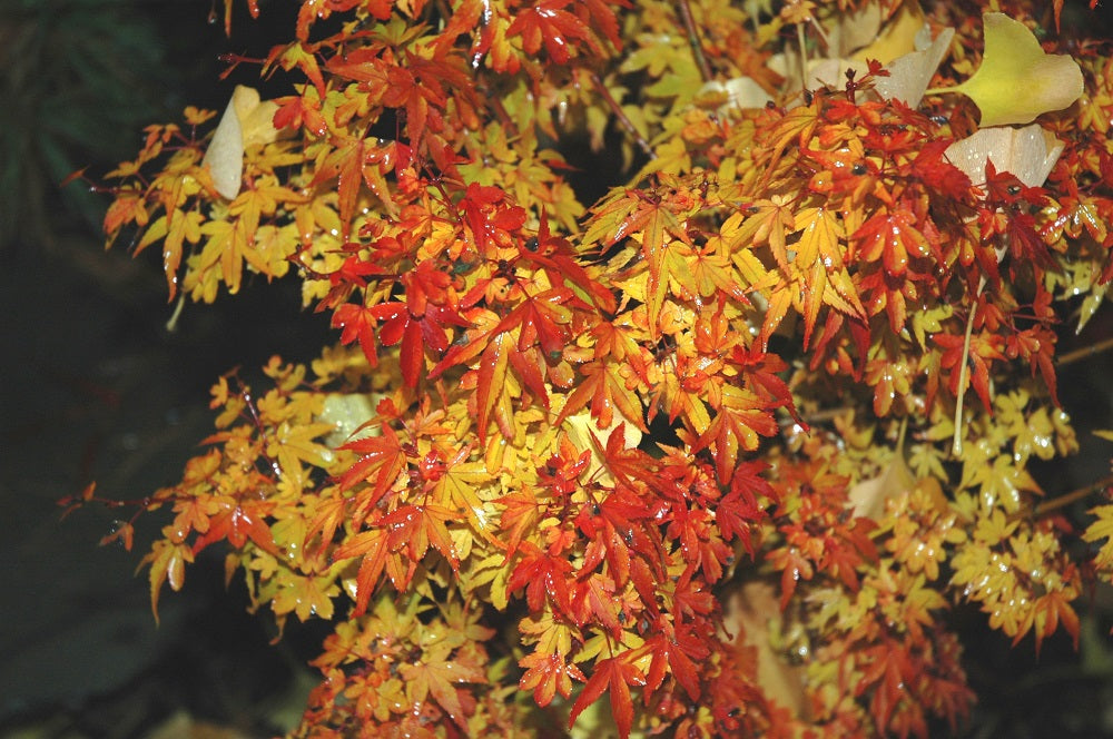 Acer palmatum 'Vic's Broom' Dwarf Japanese Maple