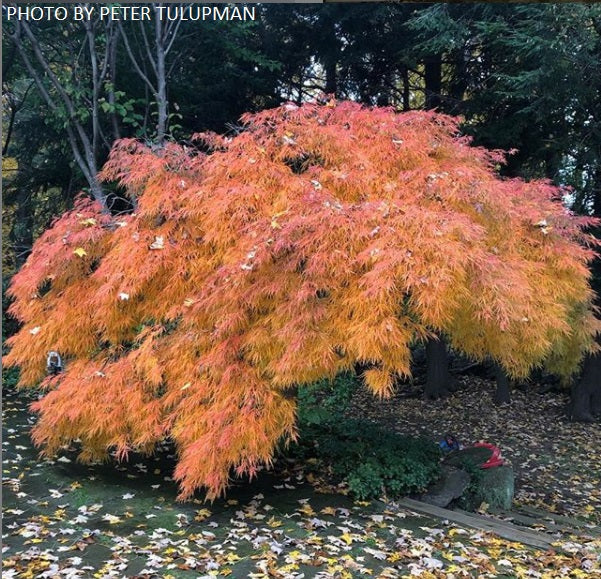 Acer palmatum 'Waterfall' Japanese Maple