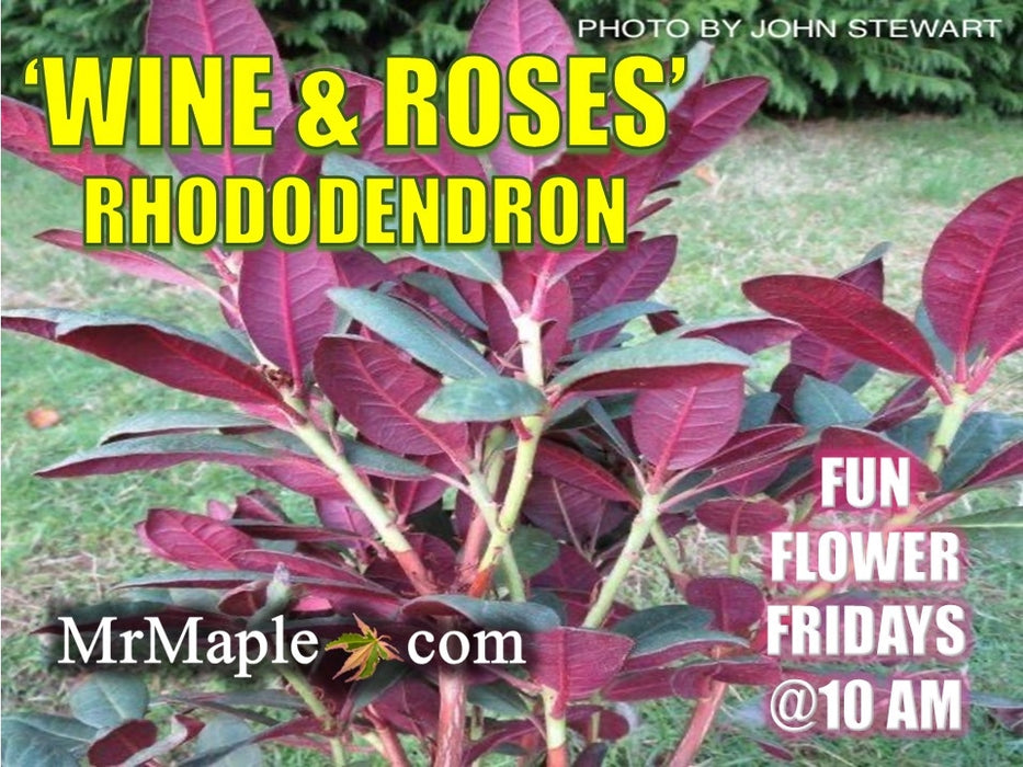 Rhododendron 'Wine and Roses' Red Blooms