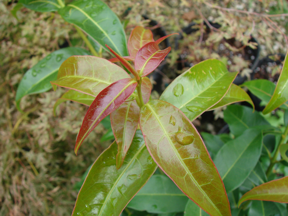 Acer fabri - Emerald Jade Maple - Rare Evergreen Chinese Maple