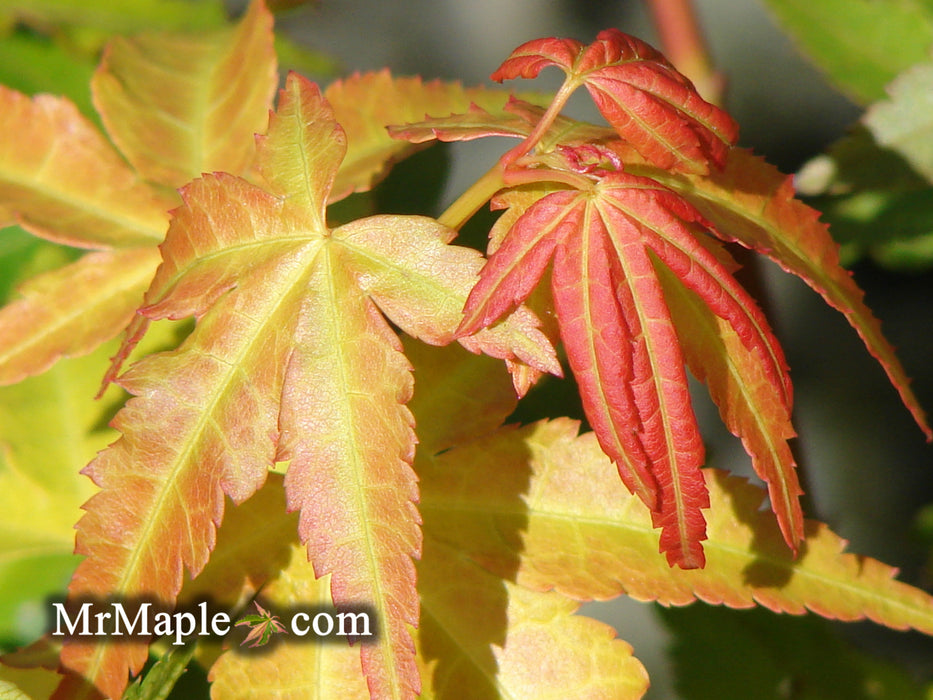 Acer palmatum 'Akane' Spring Color Japanese Maple