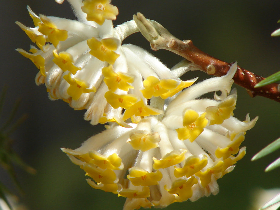 Edgeworthia chrysantha 'Gold Rush' Chinese Paperbush
