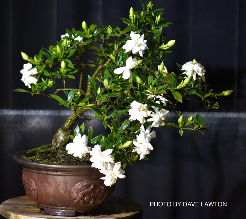 Gardenia jasminoides 'Radicans’ Dwarf Fragrant Cape Jasmine