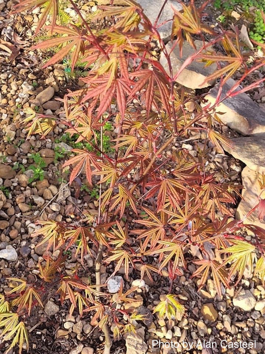 Acer shirasawanum 'Purple Umbrella' Japanese Maple