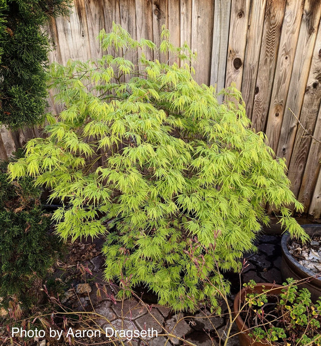 Acer palmatum 'Viridis' Japanese Maple
